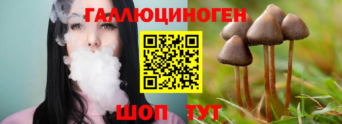 Галлюциногенные грибы Psilocybine cubensis Новоалтайск